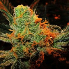 Alix Julian -Four20G-