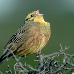 yellowhammer