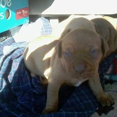 goblin from Aotearoa