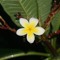 Aaron Orchid