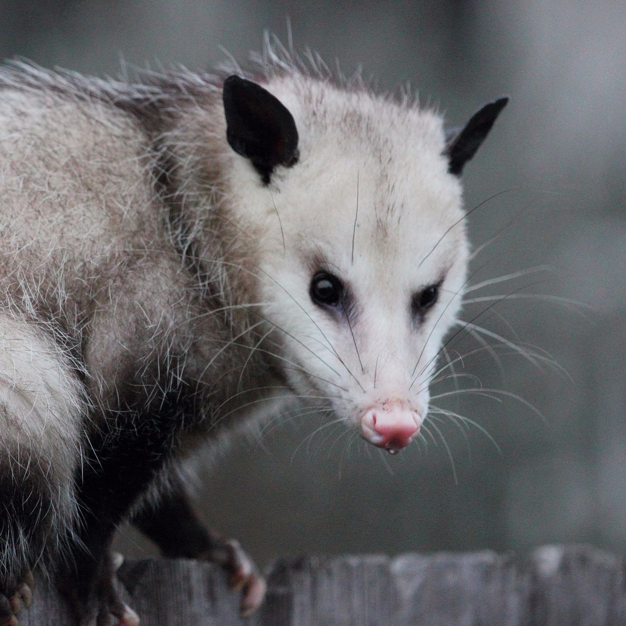 The Possum Pit Podcast cover