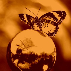 Butterfly_Ephex