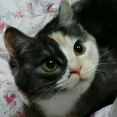 권순예