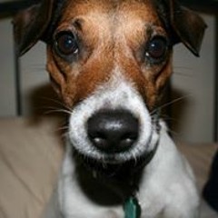 nipper