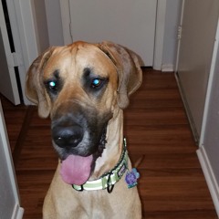 Indie Bands Radio Blog