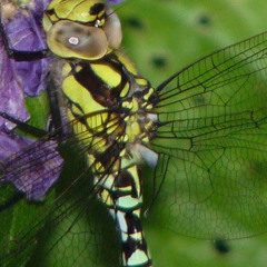 Thomas L. (Parzellist)