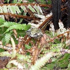 Sharon Dorothy Frederick