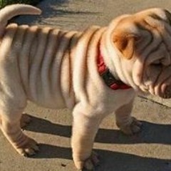 Mateus Silva Sacofano