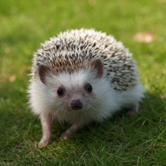 hedgehog lover