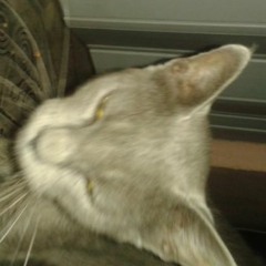 falling asleep