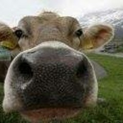 kasheep