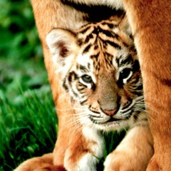 yabetacom@hotmail.com