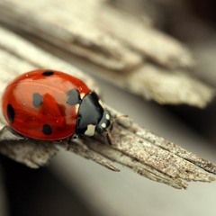 Coccinelle