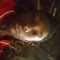 farouqfaxon