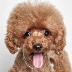 Startledpoodle