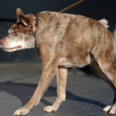 you_want_my_pere_noel