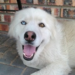 Susan Bernhardi Du Preez