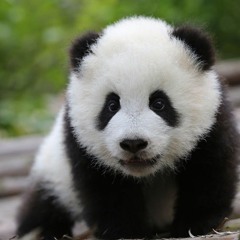 ua_panda