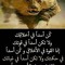 Dody Rody