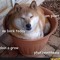Doge Plant