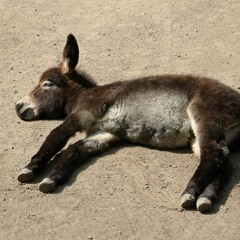 broken donkey