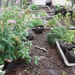 Rajan Baliaris-Salvi