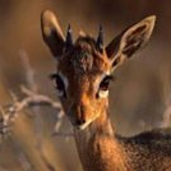 أحمد بسيونى