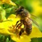 пчела медоноска