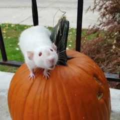 ratty rat