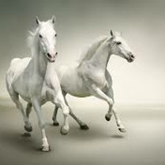 ***WHITEHORSE***