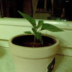 green plant