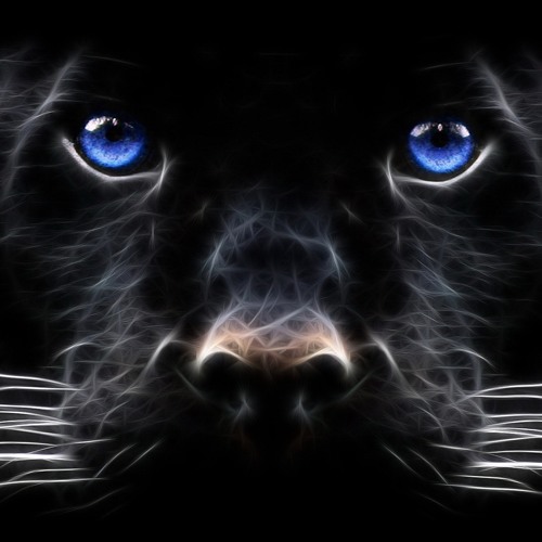Rythm Orgasm -- PantherHoma