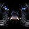 PantherHoma