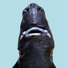 ninja lanternshark dj