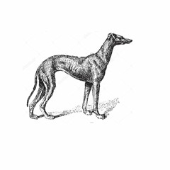 The Big Black Greyhound Dog Called Bob