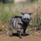 Lil Aardwolf