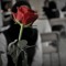 Noor Ali 25