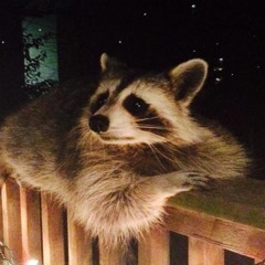 Evil Raccoon