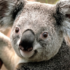 nimrodderdevil