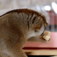 Theodore Lyle Knocke