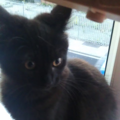 alin f.b