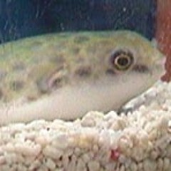 ひもの