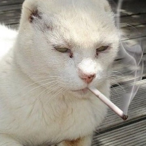 Кот с сигаретой