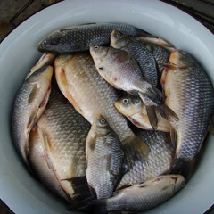 Марина Жигач