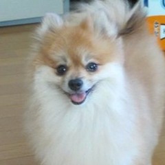 Pomeranian