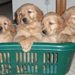 basket of dogs profile pic