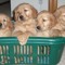 basket of dogs profile pic