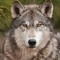 Wolfie
