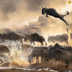 Black Kamal