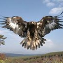 احمد الطيار